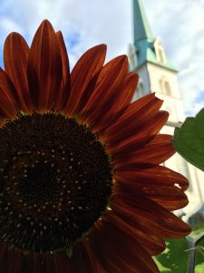 Black Sunflower-Church Steeple-SSBryant